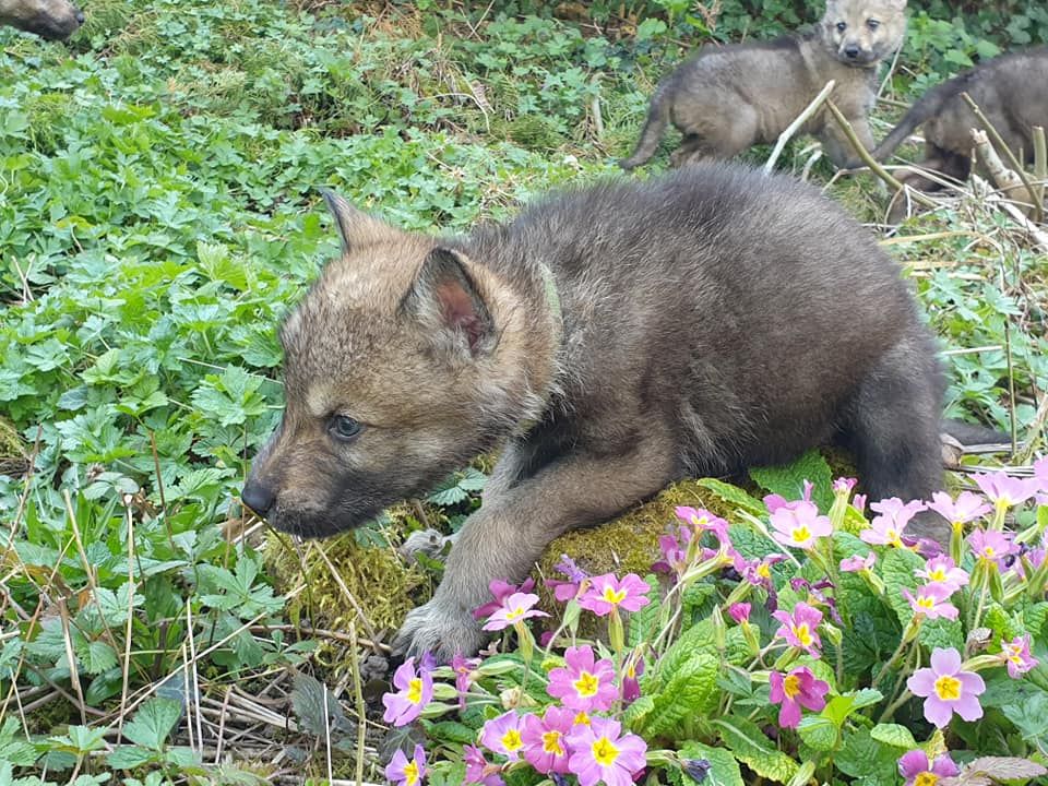 chiot Chien-loup tchecoslovaque Cheyenne Wolf