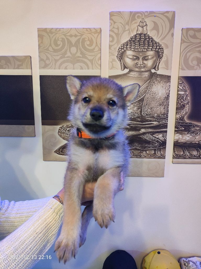 Cheyenne Wolf - Chiot disponible  - Chien-loup tchecoslovaque