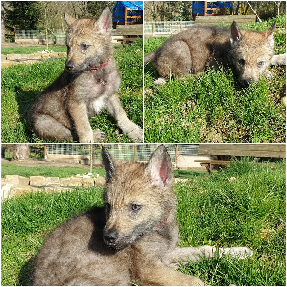 Cheyenne Wolf - Chiot disponible  - Chien-loup tchecoslovaque